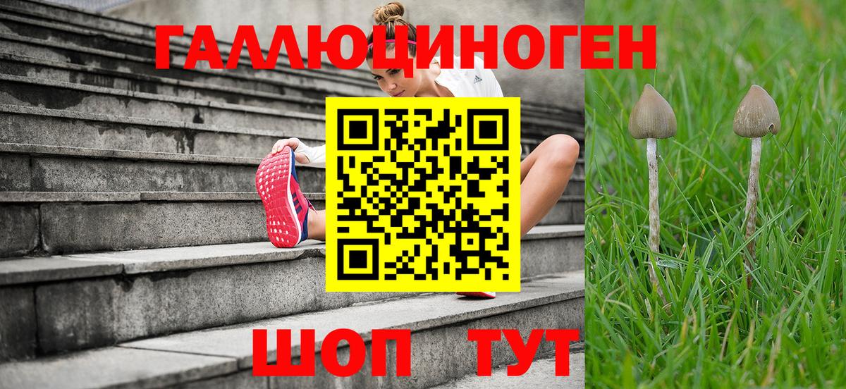 Галлюциногенные грибы Psilocybine cubensis Северск