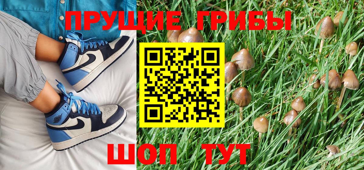 где купить   Галлюциногенные грибы Cubensis  Вход с VPN  Северск 